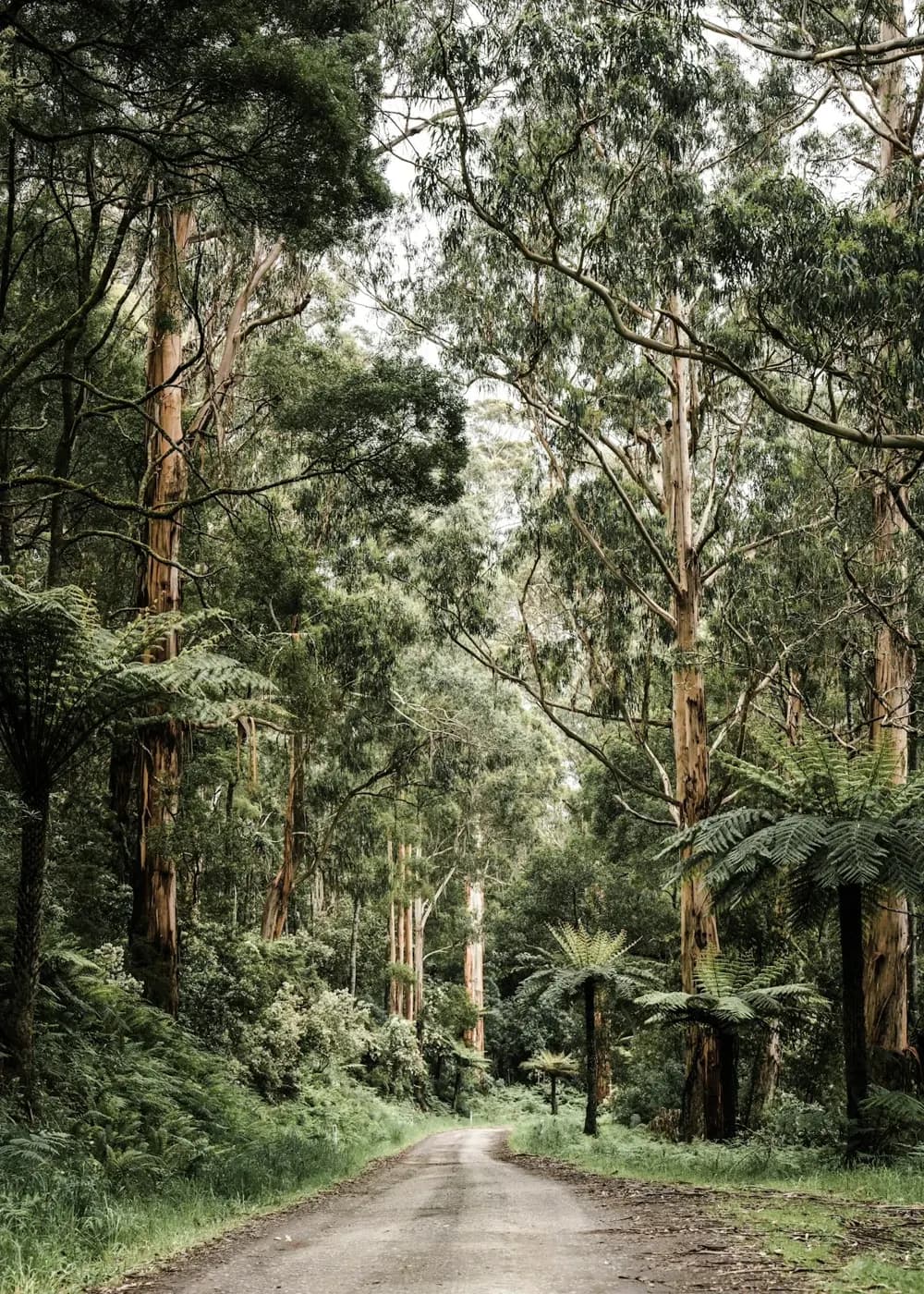 A quiet path winding through lush Otway ferns and eucalypts